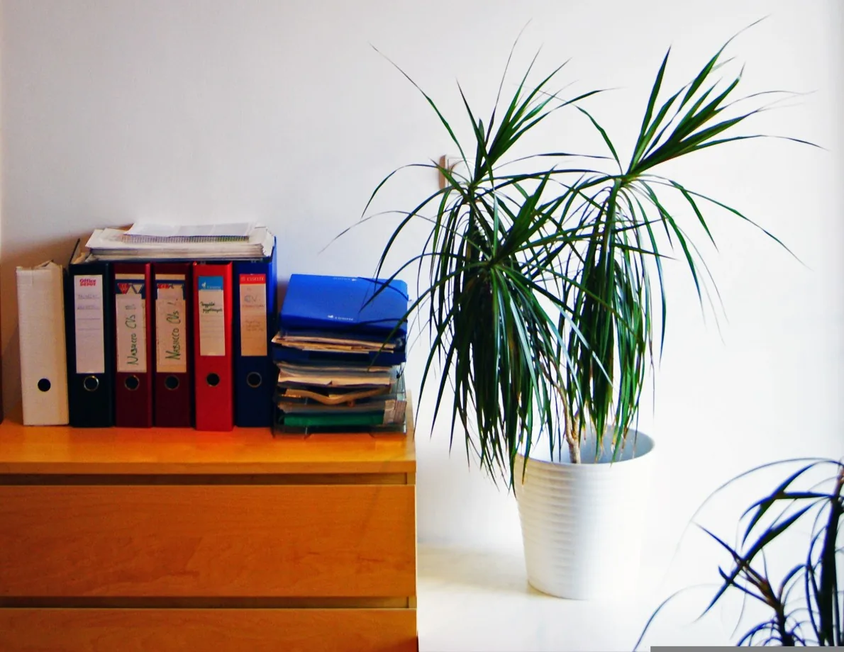 An office corner with document files and a plant